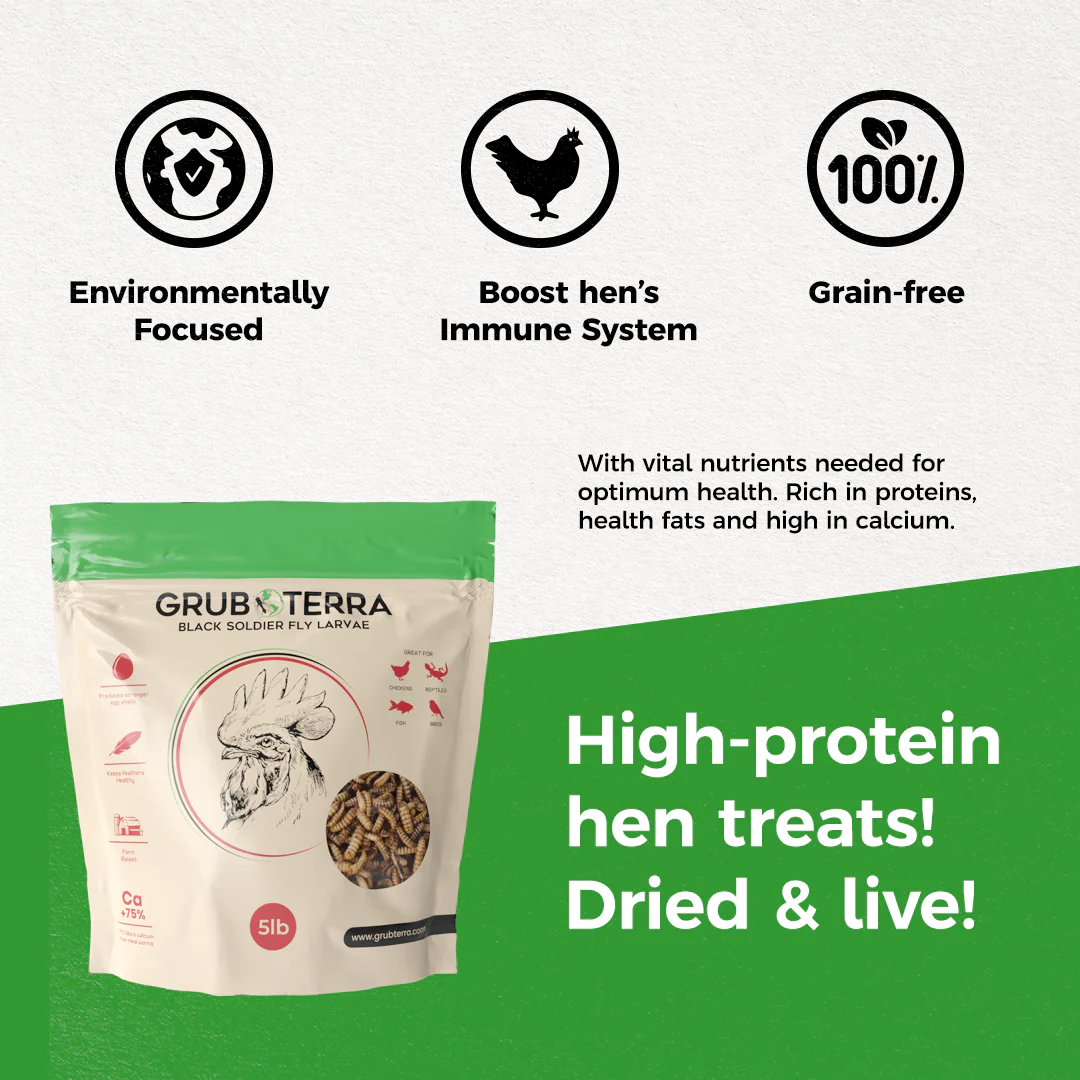 GrubTerra Dried Black Soldier Fly Larvae - The Safest Treat For Your Flock - Image 3