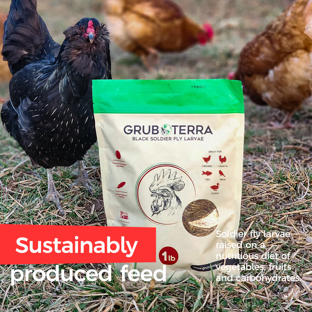 GrubTerra Dried Larvae Wholesale - Image 7